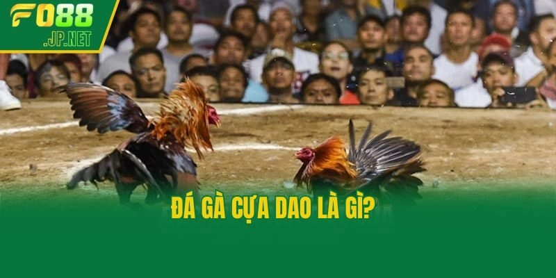 Đá gà cựa dao là gì?